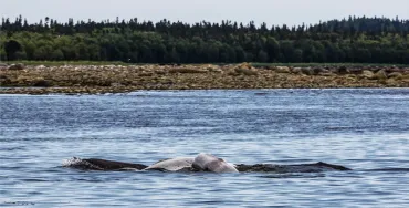 Морская экскурсия на Белужий мыс на катере