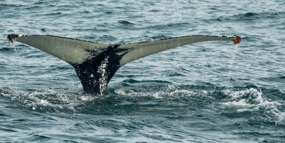Морская прогулка в Териберке на катере